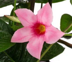 Dipladenie, Pyramide, rosa