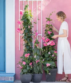 Dipladenie, Pyramide, rosa
