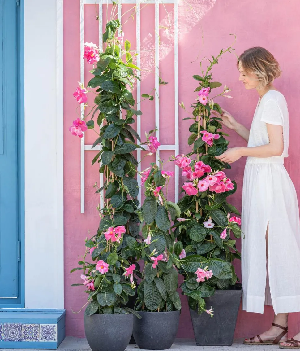 Dipladenie, Pyramide, rosa