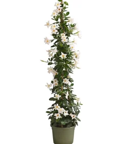 Dipladenie, Pyramide