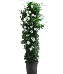 Dipladenie, Pyramide, verschiedene Farben