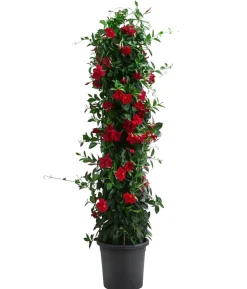 Dipladenie, Pyramide, verschiedene Farben