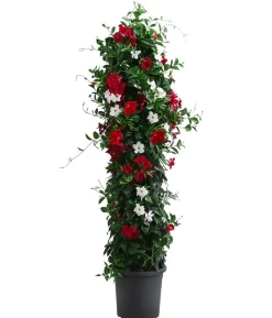 Dipladenie, Pyramide, verschiedene Farben