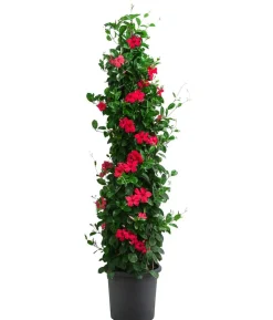 Dipladenie, Pyramide, verschiedene Farben