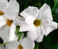 Dipladenie, Pyramide, verschiedene Farben