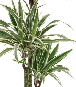 Drachenbaum - Dracaena deremensis 'White Stripe'