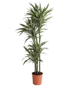 Drachenbaum - Dracaena deremensis 'White Stripe'