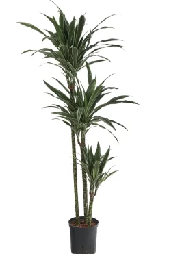 Drachenbaum - Dracaena deremensis, Hydrokultur