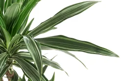 Drachenbaum - Dracaena deremensis, Hydrokultur