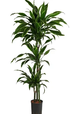 Drachenbaum - Dracaena fragrans 'Arturo', Hydrokultur