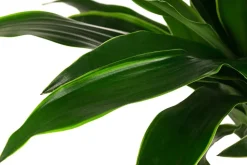 Drachenbaum - Dracaena fragrans 'Arturo', Hydrokultur