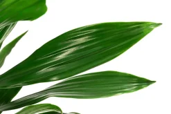 Drachenbaum - Dracaena fragrans 'Green Jewel'