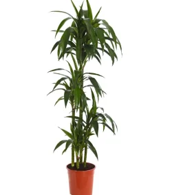 Drachenbaum - Dracaena fragrans 'Lisa'