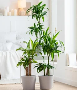 Drachenbaum - Dracaena fragrans 'Massangeana'