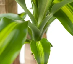Drachenbaum - Dracaena fragrans 'Massangeana'