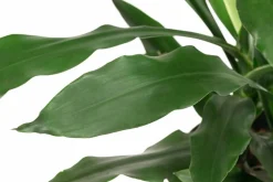 Drachenbaum - Dracaena 'Janet Craig', Hydrokultur