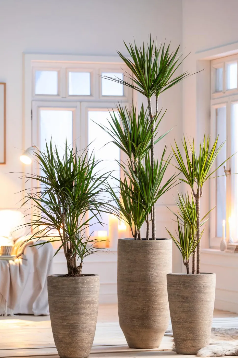 Drachenbaum - Dracaena marginata