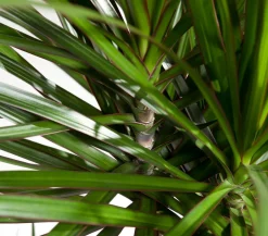 Drachenbaum - Dracaena marginata