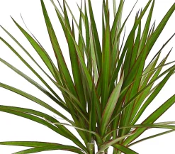 Drachenbaum - Dracaena marginata