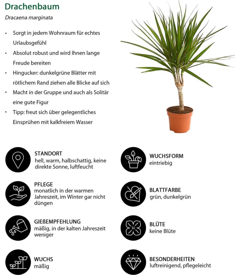 Drachenbaum - Dracaena marginata