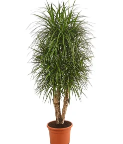 Drachenbaum - Dracaena marginata