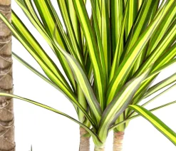 Drachenbaum - Dracaena marginata 'Sunray'