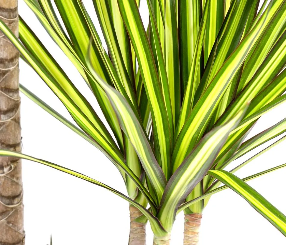 Drachenbaum - Dracaena marginata 'Sunray'