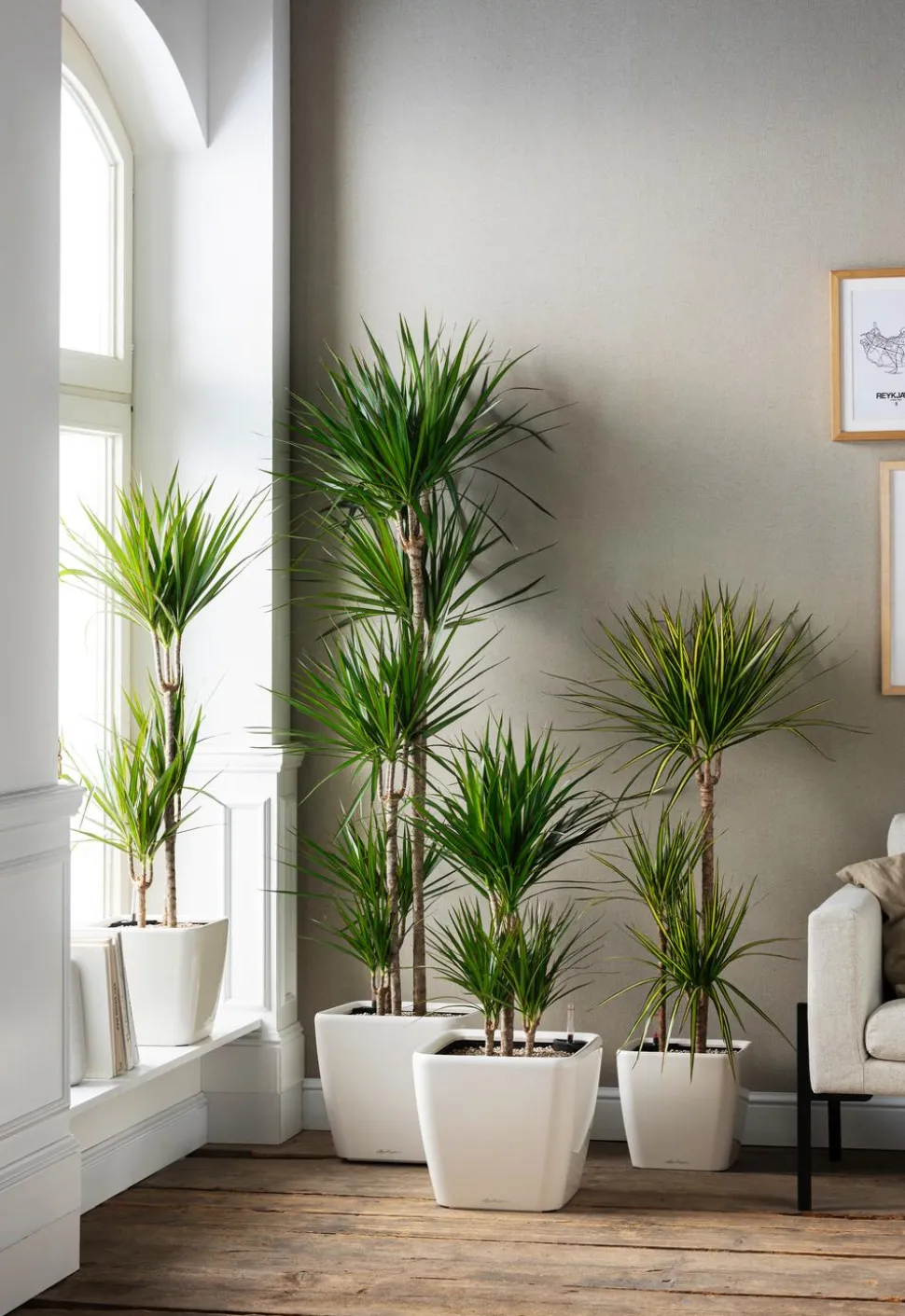 Drachenbaum - Dracaena marginata 'Sunray'