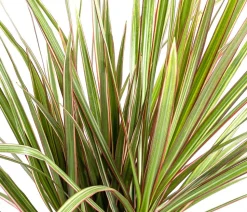 Drachenbaum - Dracaena marginata 'Bicolor'