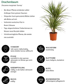 Drachenbaum - Dracaena marginata 'Sunray'