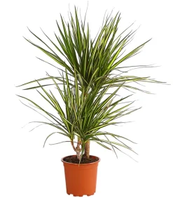 Drachenbaum - Dracaena marginata 'Sunray'