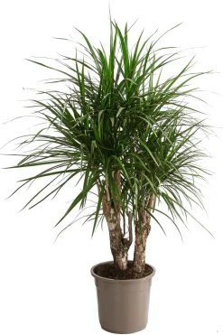 Drachenbaum - Dracaena marginata, verzweigt