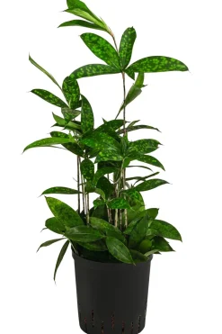 Drachenbaum - Dracaena surculosa, Hydrokultur
