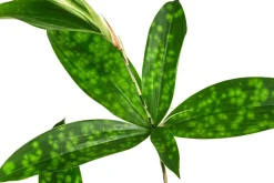 Drachenbaum - Dracaena surculosa, Hydrokultur