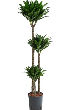 Drachenbaum - Dracaena compacta, Hydrokultur