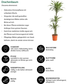 Drachenbaum - Dracaena deremensis 'White Stripe'
