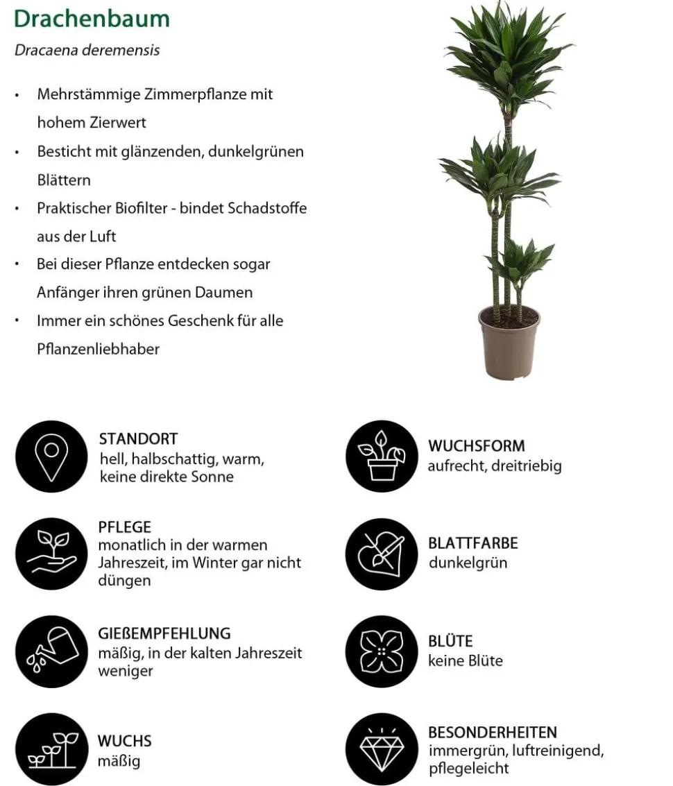 Drachenbaum - Dracaena deremensis compacta