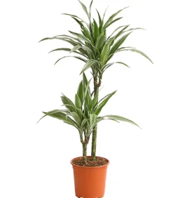 Drachenbaum - Dracaena deremensis 'White Stripe'