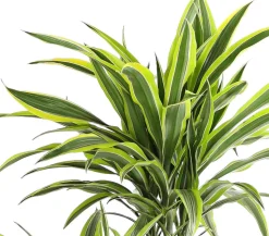 Drachenbaum - Dracaena fragrans 'Lemon Lime'
