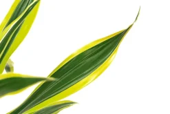 Drachenbaum - Dracaena fragrans 'Lemon Lime'