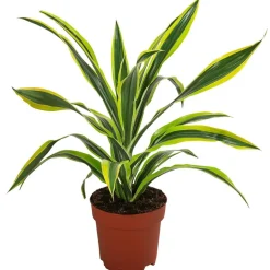 Drachenbaum - Dracaena fragrans 'Lemon Lime'