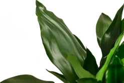 Drachenbaum - Dracaena fragrans 'Lisa'
