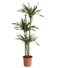 Drachenbaum - Dracaena fragrans 'Rikki'