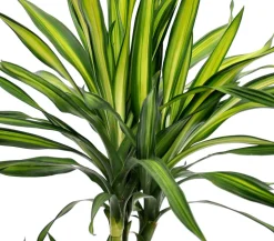 Drachenbaum - Dracaena fragrans 'Rikki'