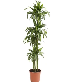 Drachenbaum - Dracaena fragrans 'Hawaiian Sunshine'