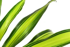 Drachenbaum - Dracaena fragrans 'Burley', Hydrokultur