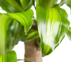 Drachenbaum - Dracaena fragrans 'Massangeana'