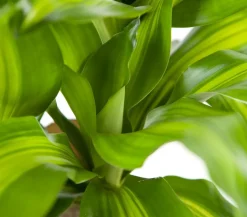Drachenbaum - Dracaena fragrans 'Massangeana'