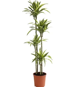 Drachenbaum - Dracaena fragrans 'Lemon Lime'