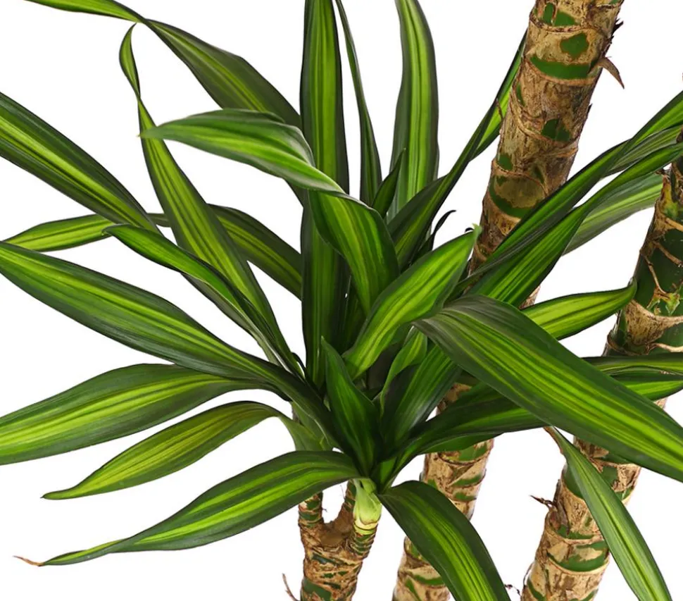 Drachenbaum - Dracaena fragrans 'Rikki'